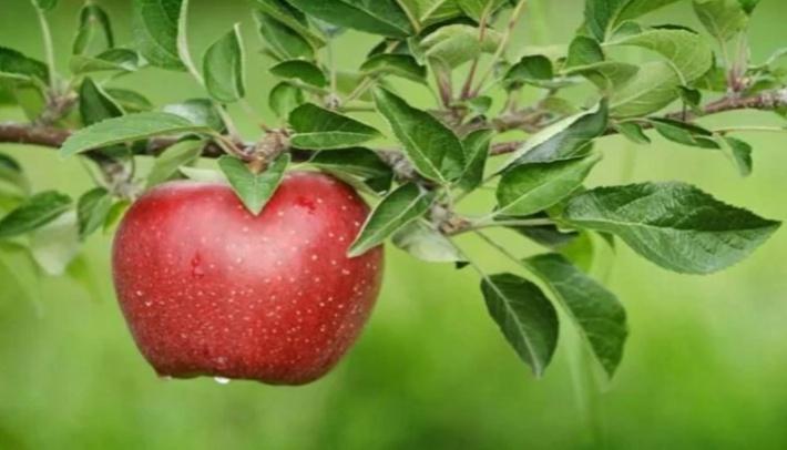 सेब खाने से होते हैं यह फायदे, इन बीमारियों से मिलती है राहत health tips in hindi
