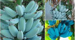 नीला केला खाने के फायदे, तनाव व खून की कमी करता है दूर